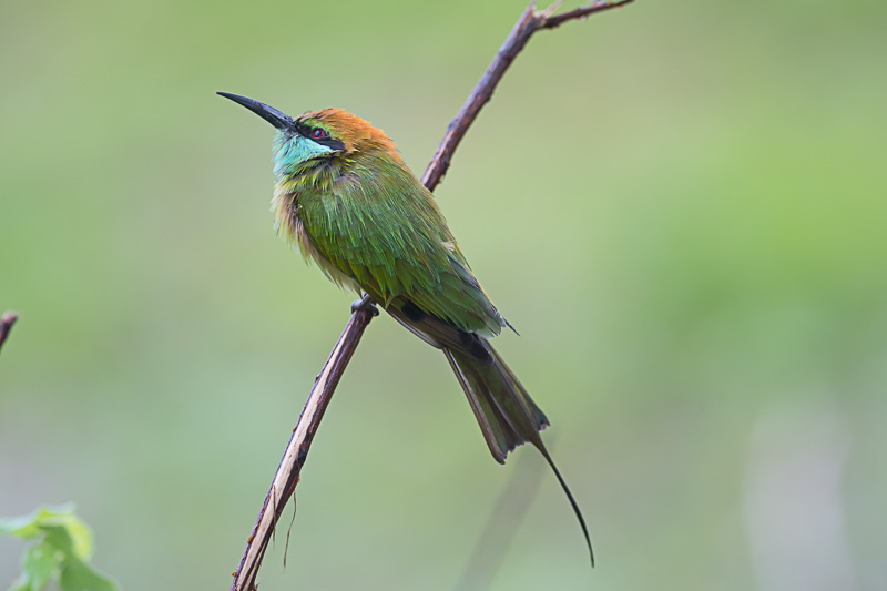 Kleine Groene Bijeneter